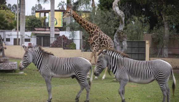 Zebras y una jirafa en el Parque de las Leyendas. | Foto: Difusión.