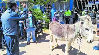En Junín, pobladores llevan burro a municipio distrital para sacar a alcalde de Perú Libre (VIDEO)