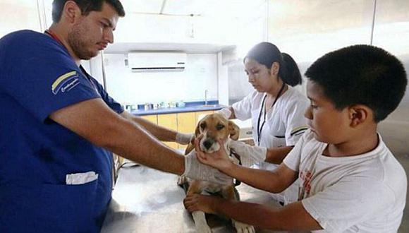 ​Carapongo: Brindan atención veterinaria a animalitos afectados por huaicos