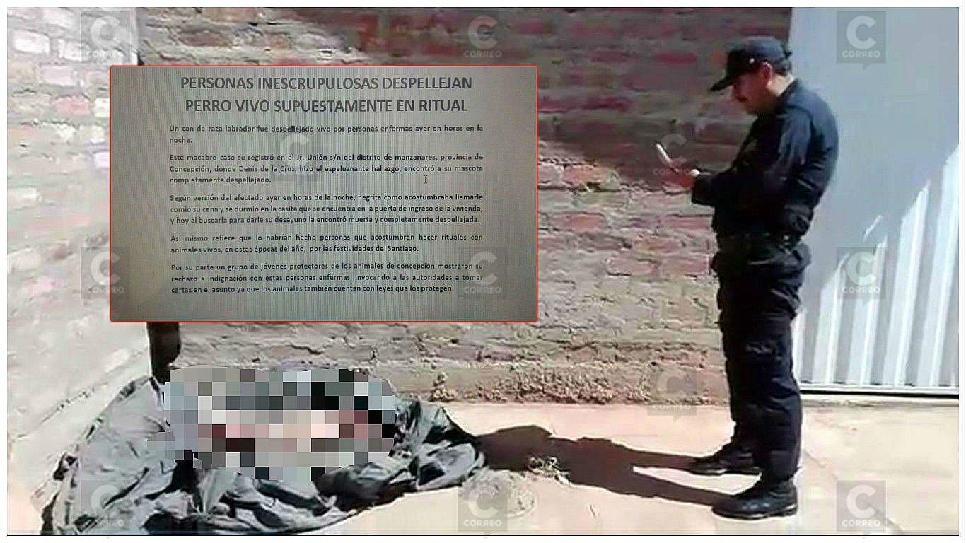 Inhumano: desollan viva a perrita y la abandonan en la vía pública (VIDEO)