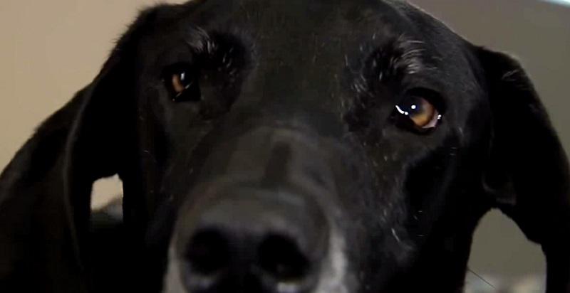 YouTube: Novio le pega y su perro la defiende recibiendo los golpes (VIDEO)