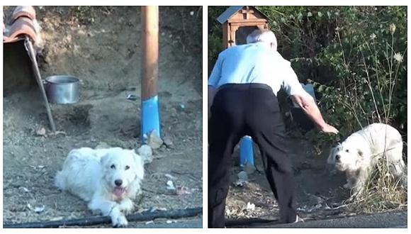Hombre falleció hace año y medio en trágico accidente pero su mascota aún lo sigue esperando (VIDEO)