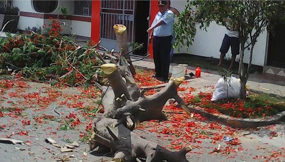 Trujillo: Vecinos que maltraten los árboles serán multados con 810 soles