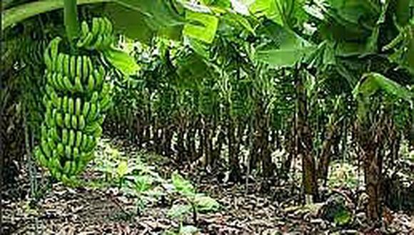 Piura: El 55% de agricultores piuranos  reciben capacitación en banano orgánico