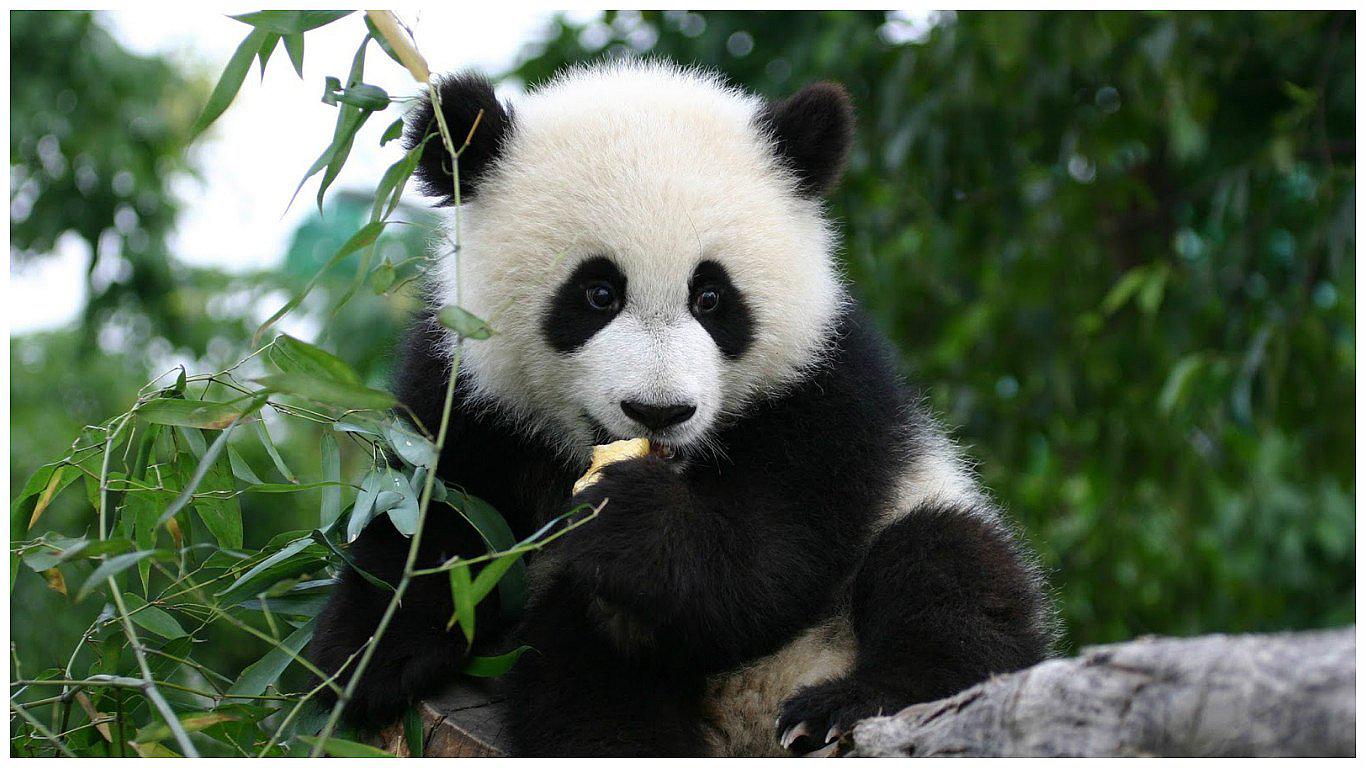 ¿Por qué ​China lamenta que los pandas ya no sean una especie en peligro?