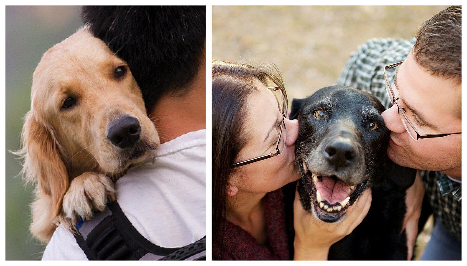 Universidad permite llevar a perros a las aulas y causa emoción