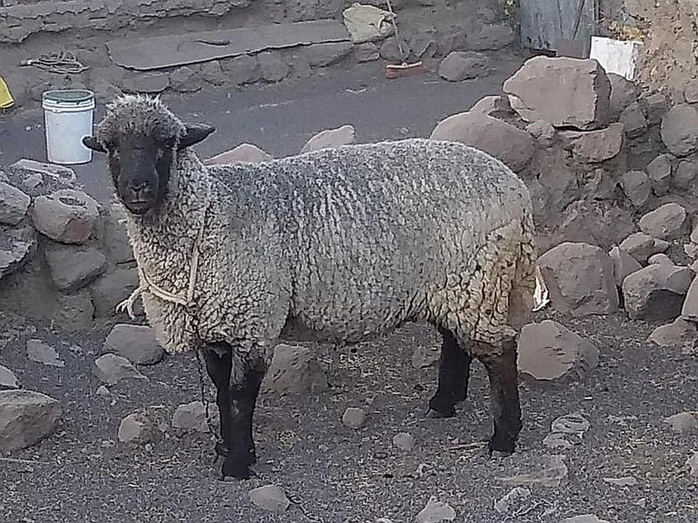 Así quedó el distrito de Ubinas tras las explosiones del volcán (FOTOS y VIDEOS)