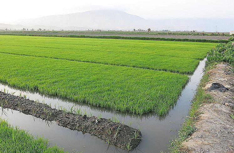 Sembríos planificados para prevenir las crisis en la agricultura