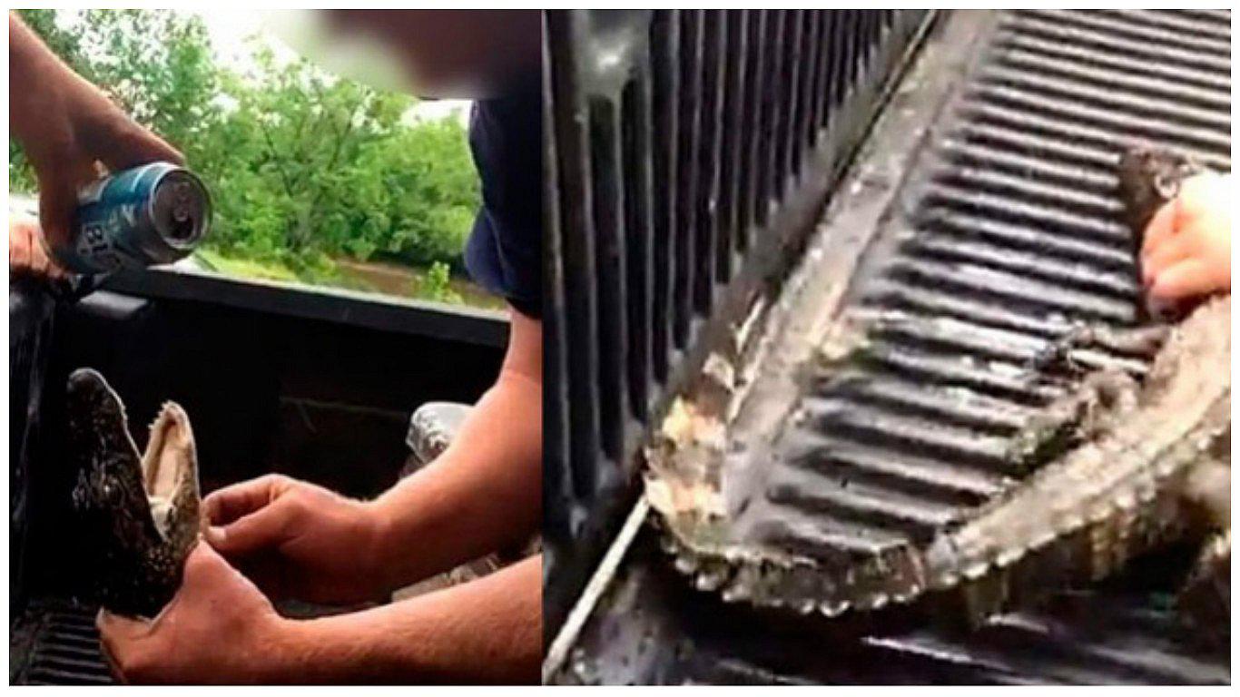 ​Estrangulan a caimán bebé en el intento de hacerle beber cerveza [FOTOS]