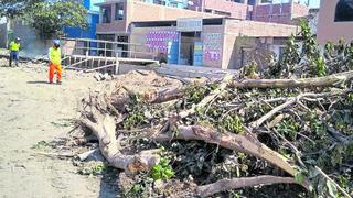 Lambayeque: Talan árboles en obra de Gerencia de Agricultura