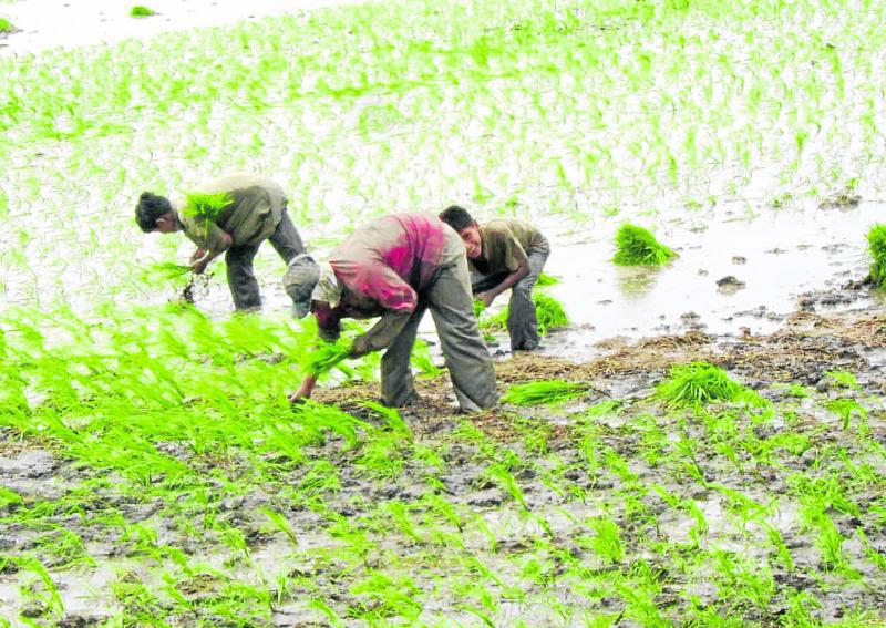 Agricultores lambayecanos podrán sembrar arroz de forma directa