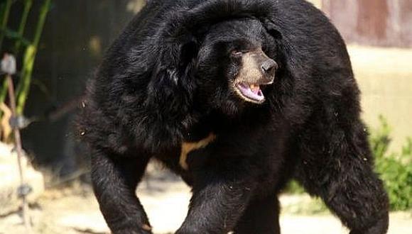 Japón: Empleada de parque safari falleció tras ataque de oso