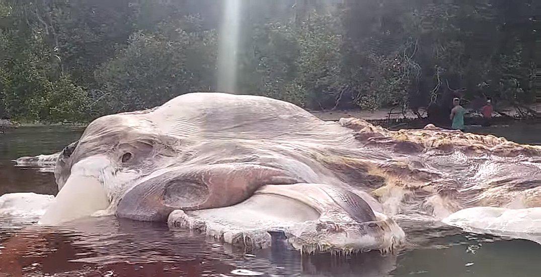 Identificaron a gigantesca criatura marina y no era lo que todos imaginaban (VIDEO)