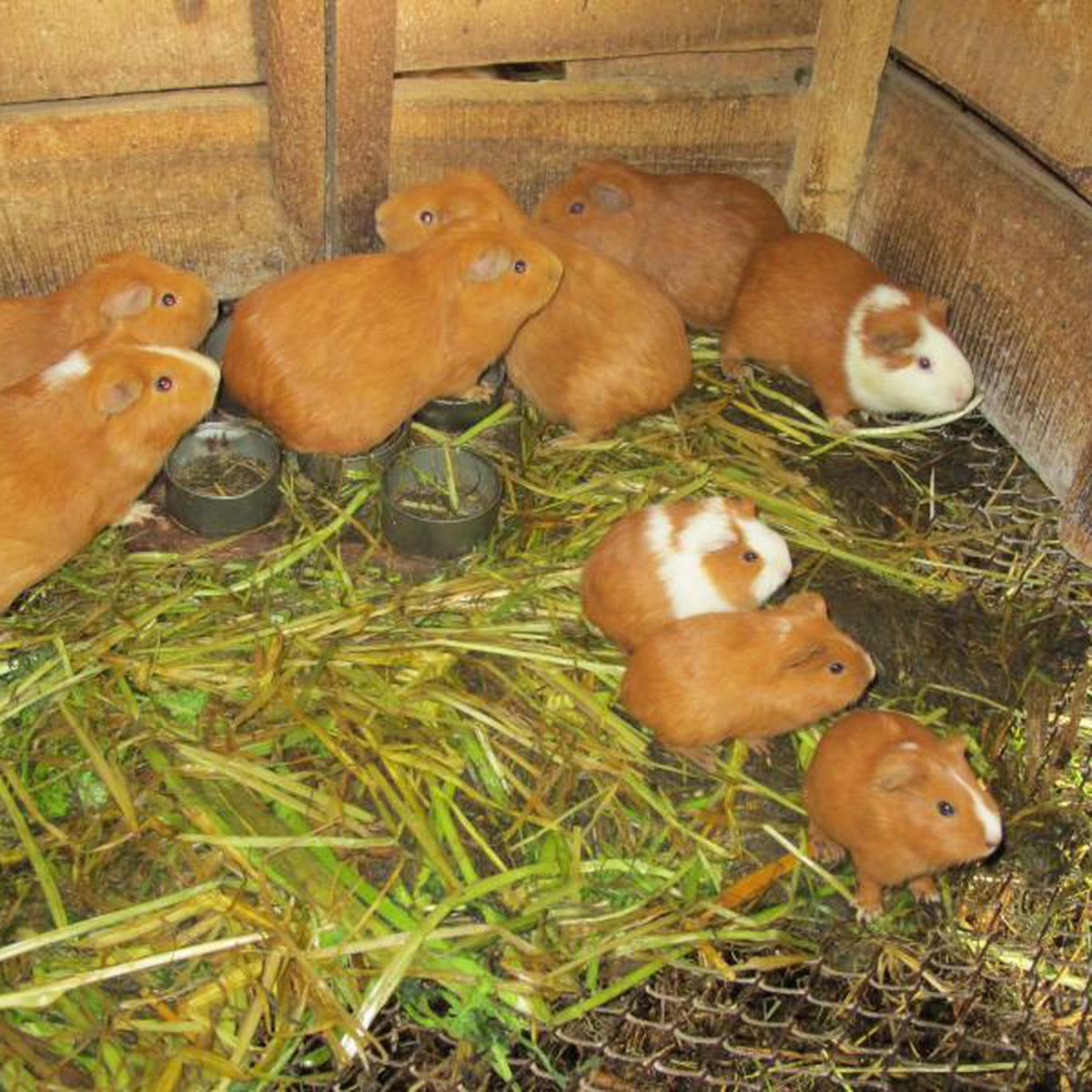 La Crianza De Cuy Como Alternativa Economica Peru Correo La crianza de cuyes en las comunidades periféricas de la ciudad del cusco se ha visto beneficiada gracias a un proyecto que busca tecnificar esta ancestral empresa. la crianza de cuy como alternativa
