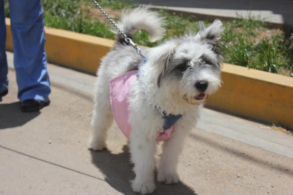 Una competencia  llena de 'amores perros' (FOTOS)