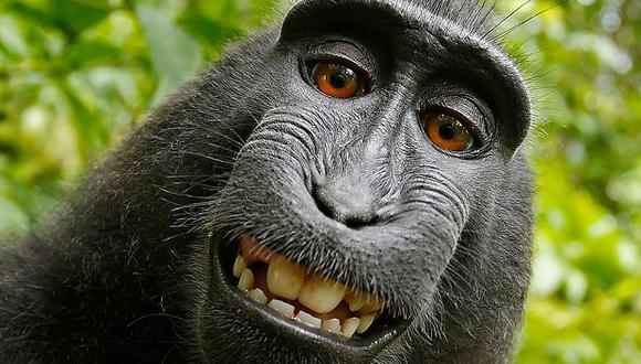 Piden a tribunal reconocer que mono es dueño de selfies que se tomó