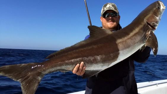 Pez Cobia, el depredador que escapó de Ecuador, amenaza a Colombia y Panamá