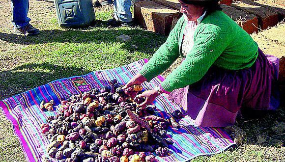 ​Comercializarán 300 toneladas de papa nativa para la industria de chips en Junín