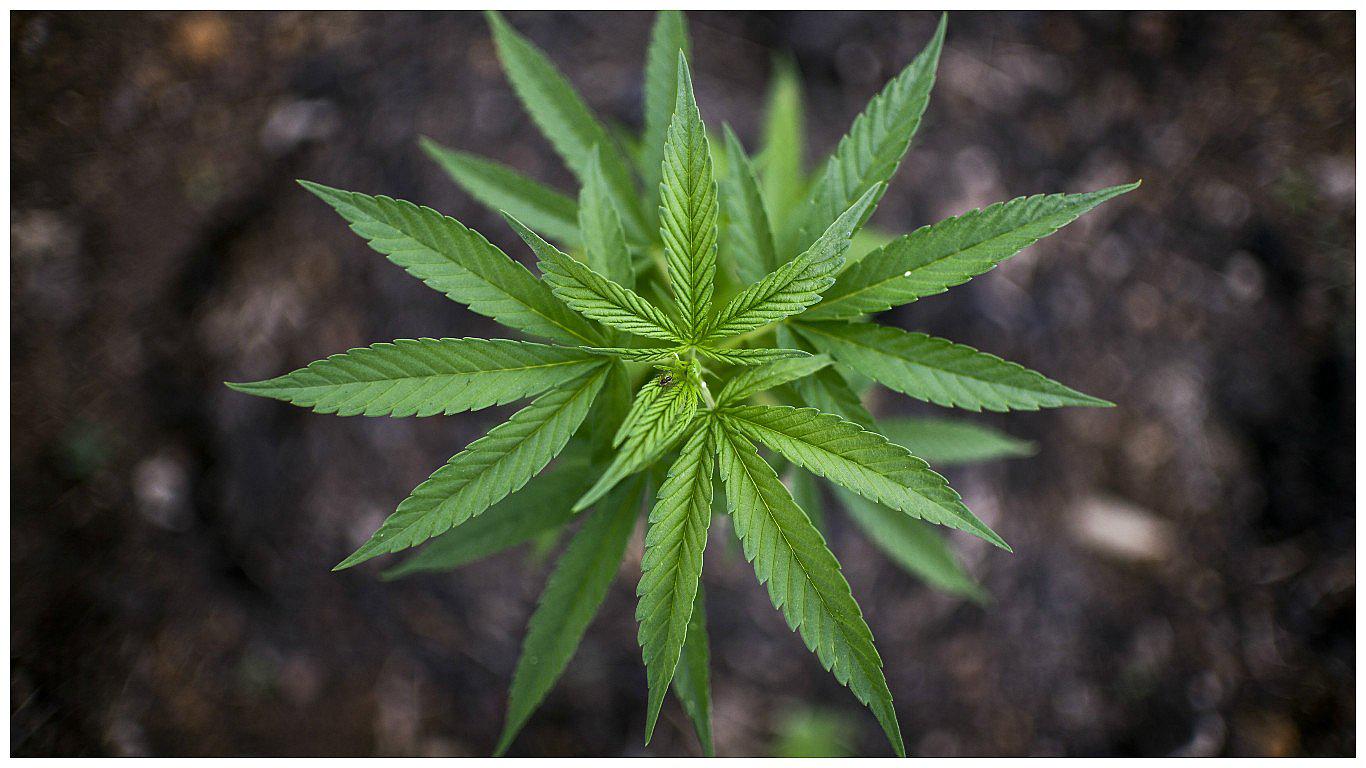 Marihuana: Lima, Cusco, Arequipa y Tacna registran el mayor consumo de cannabis a nivel nacional 