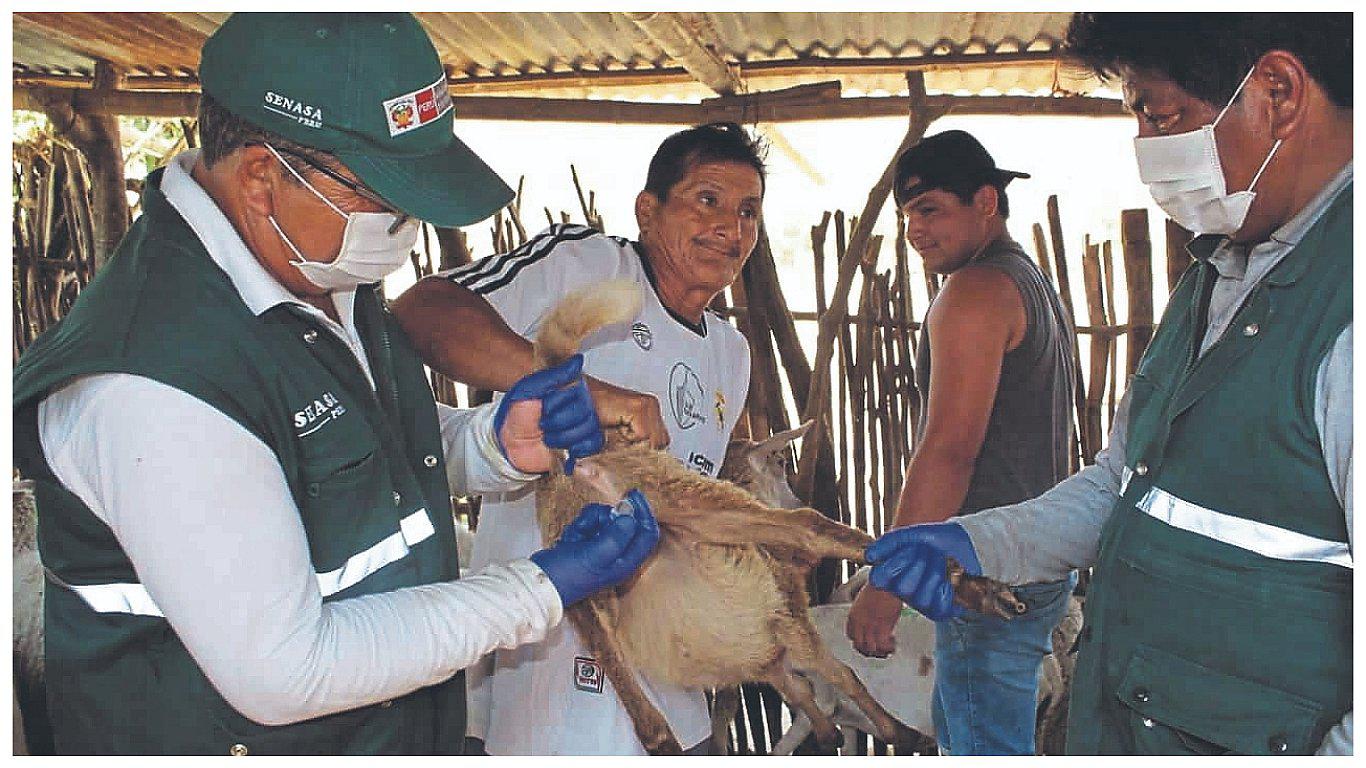 En Motupe vacunan a más de 10,000 animales 