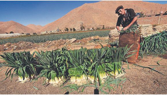 Congreso aprueba ampliar Ley de Promoción Agraria por otros 10 años más