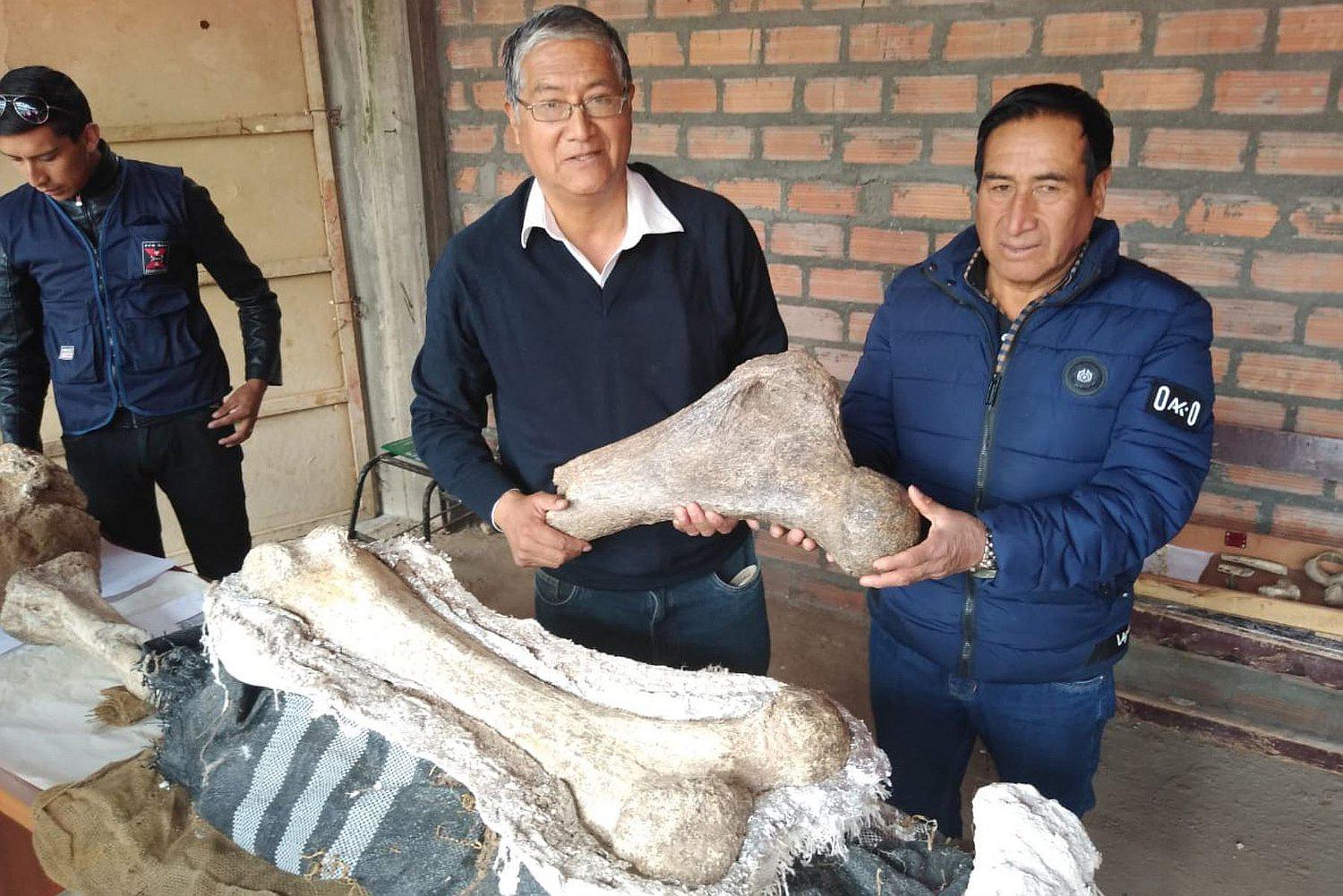 Junin: Encuentran restos fósiles que corresponderían a elefantes prehistóricos (FOTOS)