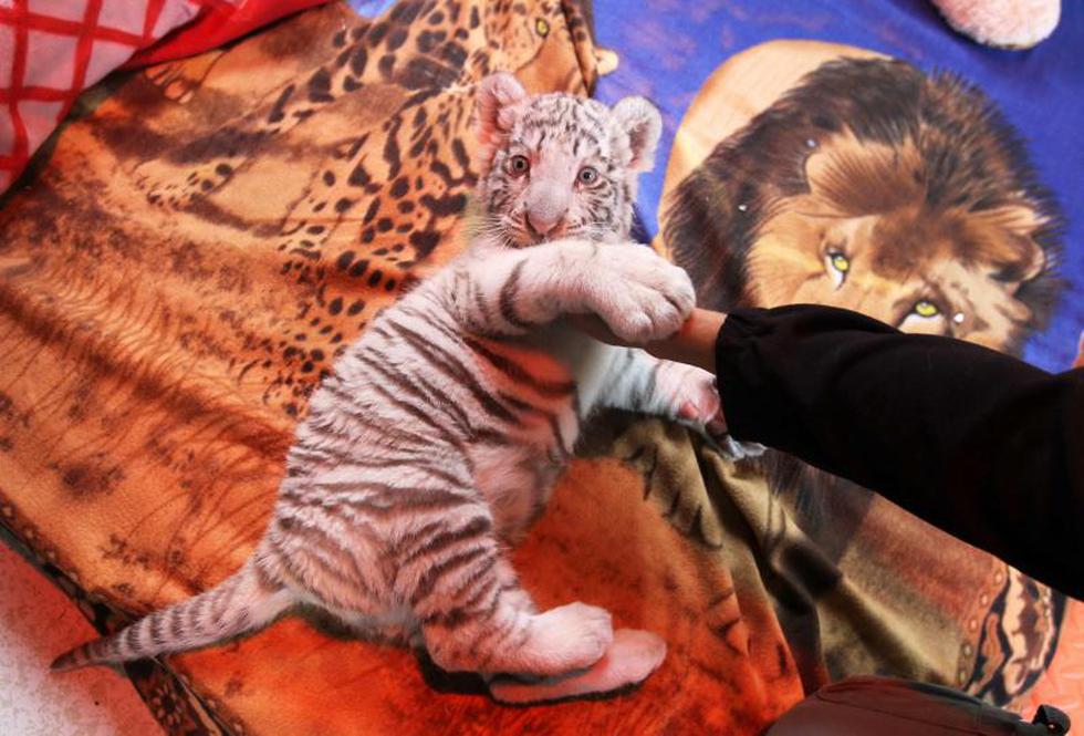 Mira las fotos del primer tigre de Bengala blanco nacido en el Perú