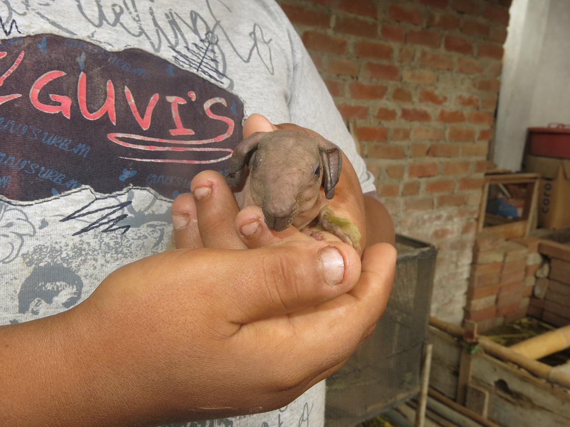 Lambayeque: Nacimiento de "cuy-rata" causa conmoción (VIDEO)