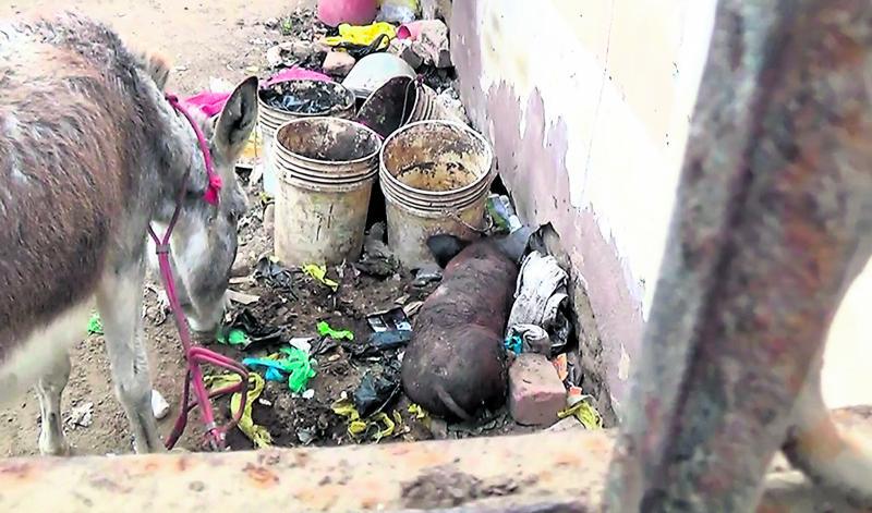 Recuperan un burro en camal