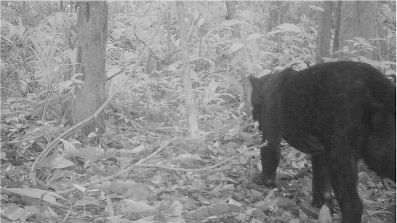 Captan por primera vez otorongo negro en región Amazonas (FOTOS)