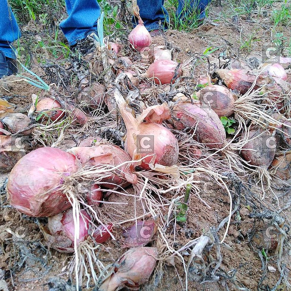 300 hectáreas de cebolla malogradas por las lluvias en Alto Cural (FOTOS)