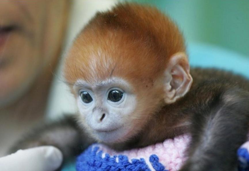 ​Japón: Zoológico ya no llamará Carlota a una cría de mono