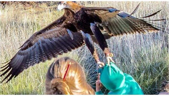 Águila intenta cazar a un niño en plena exhibición 