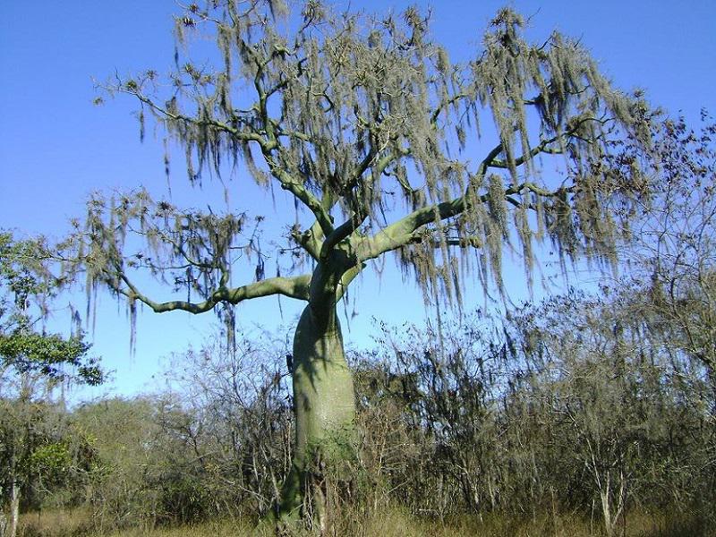 Defensoría advierte que proyecto de Ley pone en riesgo Parque Nacional Cerros de Amotape