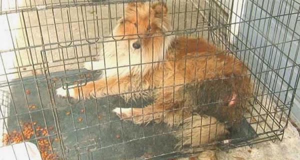 ​Condenan a hombre a 99 años de cárcel por crueldad animal (Fotos)