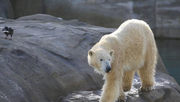 Oso polar hambriento y cansado busca comida entre la basura (VIDEO)