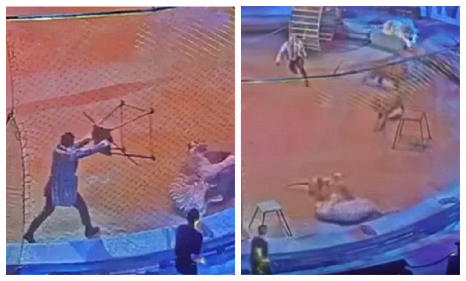 Tigre ataca a león en circo y pelea sorprende al público (VIDEO)