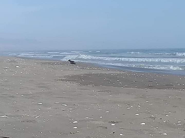 Playa Cerrillos de Camaná es destinada para albergar mineros que retornan a sus hogares