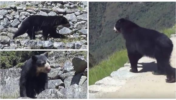 Machu Picchu: Turistas avistan un oso de anteojos en ciudadela inca (VIDEO)