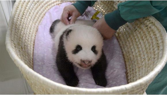 Tokio: así se celebró el nacimiento del último bebé panda (VIDEO)