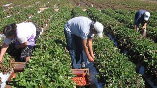 Midagri planteará ampliar emergencia del agro por dos años