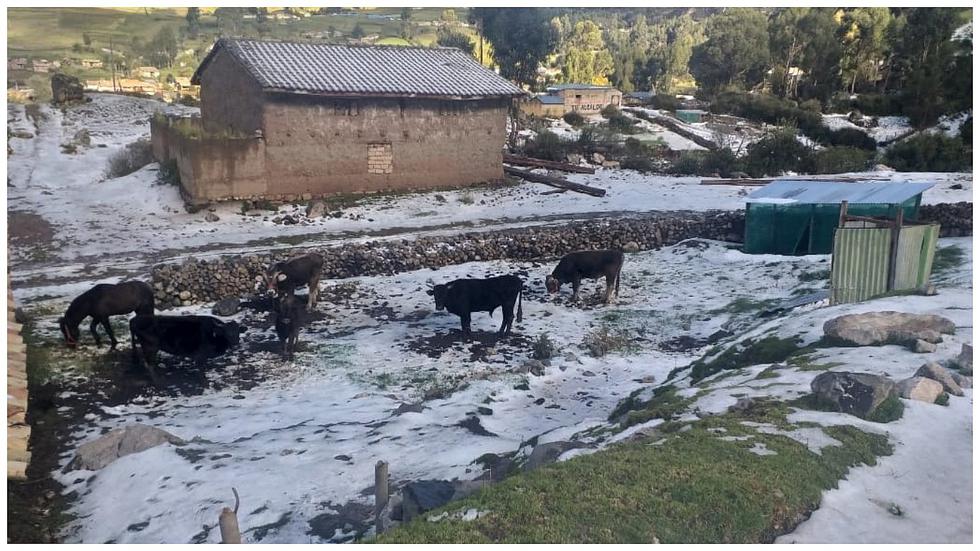 ​Intensa granizada habría perjudicado hectáreas de siembra en Canipaco (FOTOS)
