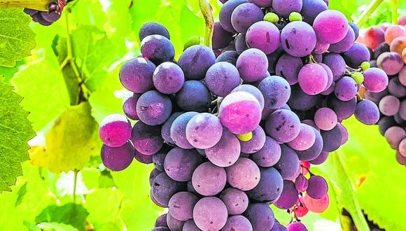 “Se prevé una baja en la producción en 2023, que, probablemente, encarezca los vinos. Pero es necesario que los consumidores apoyemos la industria”