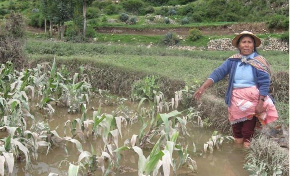 Puno: Sector agropecuario tiene escaso apoyo del Estado