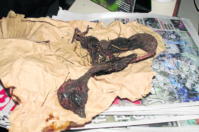 Cerca de 2 mil crías de alpacas mueren por enterotoxemia