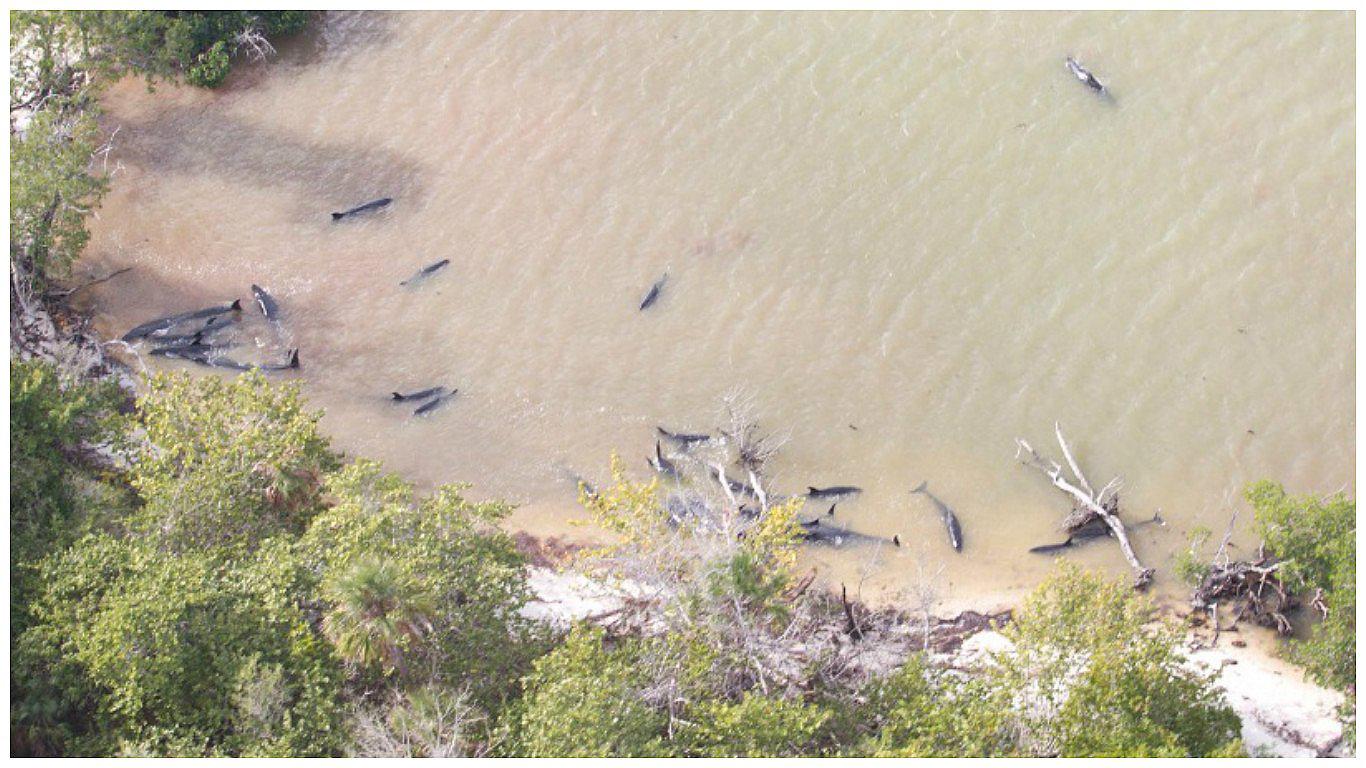 Florida: Al menos 81 orcas aparecen muertas en la costa (FOTOS)