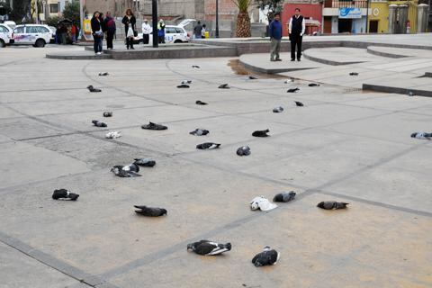 Otra vez matan palomas
