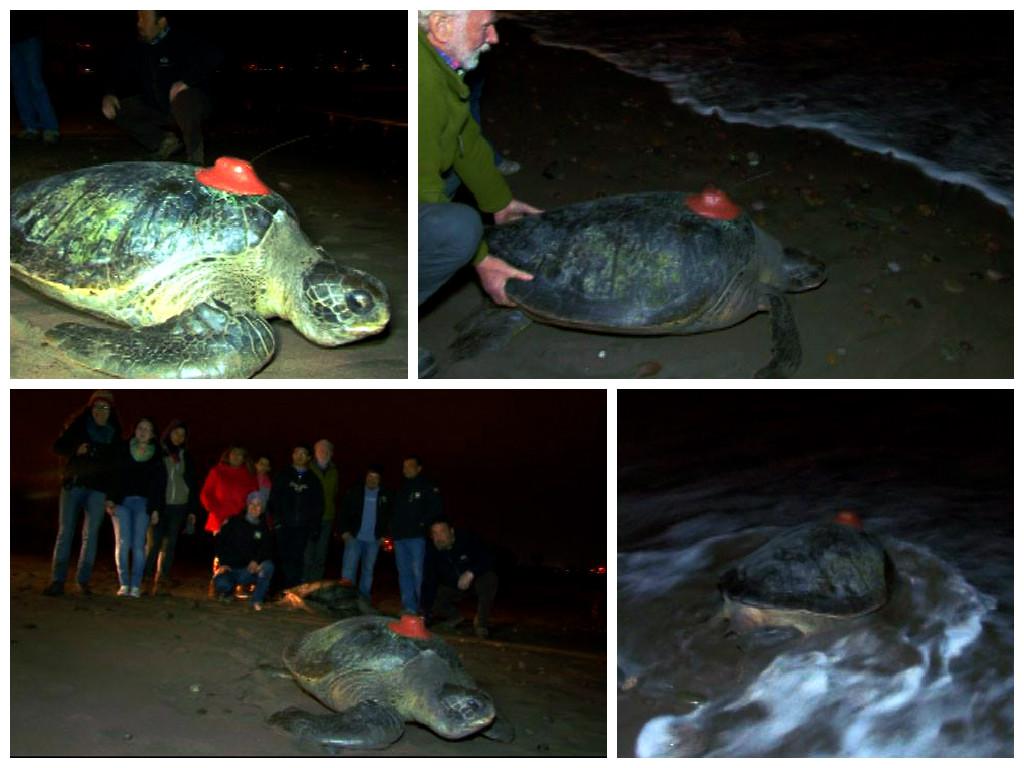 Arica: Chilenos instalan sistema satelital a varias tortugas marinas  