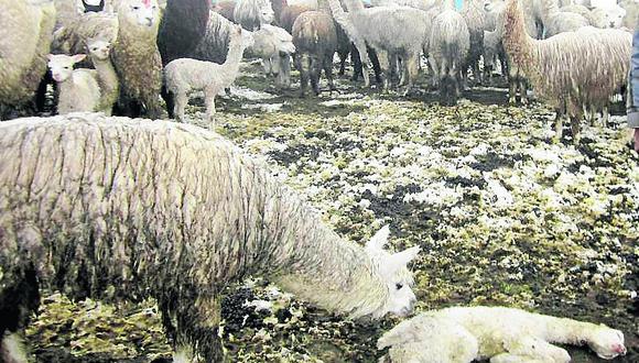 Pasco: Más de 1500 crías de ovino y alpaca mueren por frío