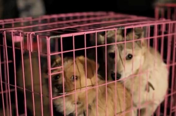 China: PETA denuncia la muerte de miles de perros para la industria peletera 